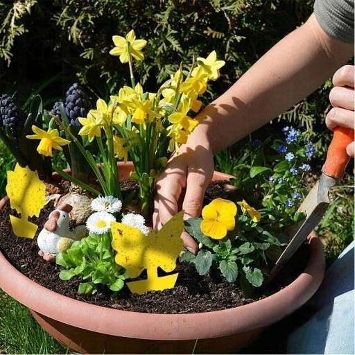 60x ŻÓŁTY LEP DO DONICZEK MOTYL na ziemiórki mszyce muszki owocówki