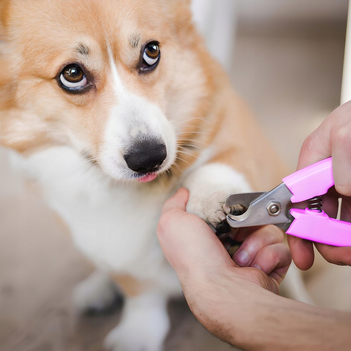 MASZYNKA DO STRZYŻENIA PSA ZWIERZĄT ZESTAW PSÓW BEZPRZEWODOWA CICHA LCD 9W