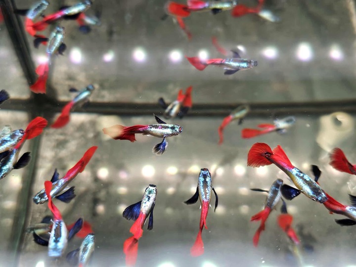 Gupik Mix samce i samice PAKIET 10 szt