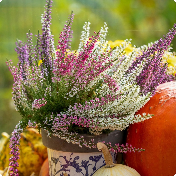 SIARCZAN AMONU 5kg NAWÓZ JESIENNY DO IGLAKÓW TUI WRZOSÓW WRZOŚCÓW