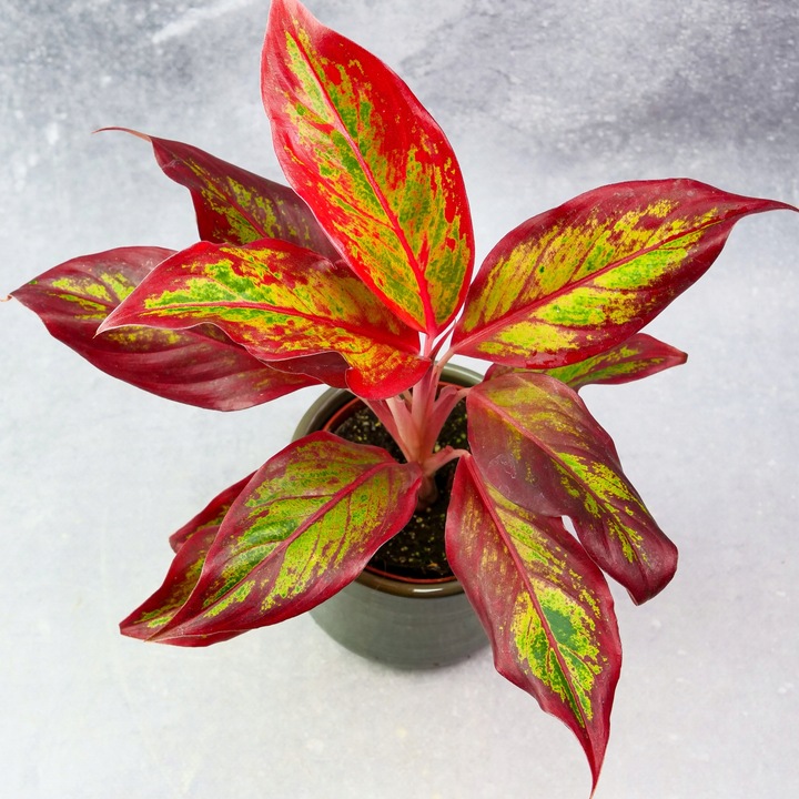 AGLAONEMA Crete FLAMES Red d9cm Niesamowicie wybarwiona PŁOMIENNA