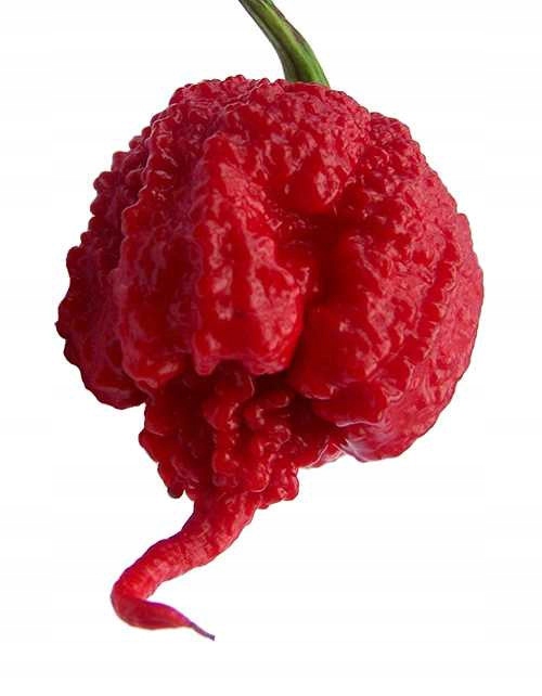Papryka Carolina Reaper HP22B Red nasiona Zestaw do uprawy XXL Bardzo Ostra