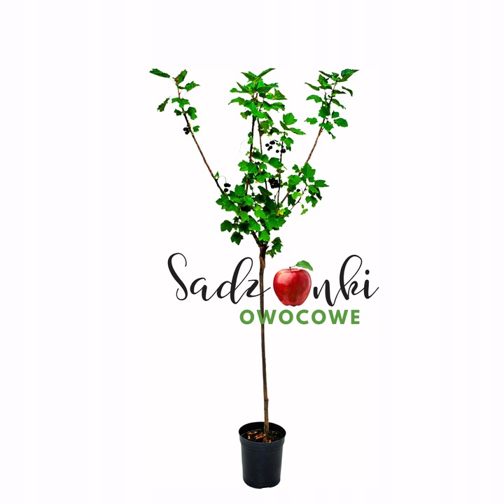 porzeczka CZARNA GIGANT OLBRZYMIA NA PNIU jak kule do kręgli, jak