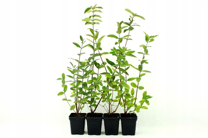 Szkółka Jagoda Kamczacka ZESTAW KANADYJSKICH odmian