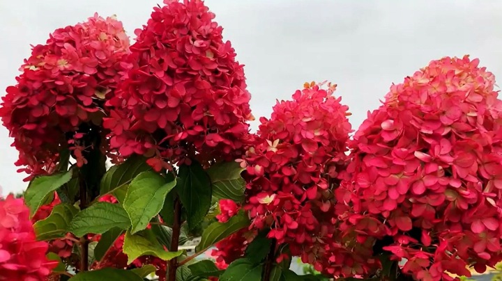HORTENSJA bukietowa FRAISE MELBA, NEONOWA CZERWIEŃ DUŻA, 3 LETNIA