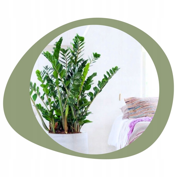 Zamiokulkas Zamiolistny ŻELAZNA ROŚLINA Zamia Ładna Duża Zdrowa