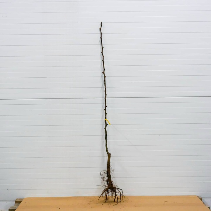 SADZONKI DRZEWKA OWOCOWE GRUSZA KLAPSA FAWORYTKA GIGANTYCZNE OWOCE