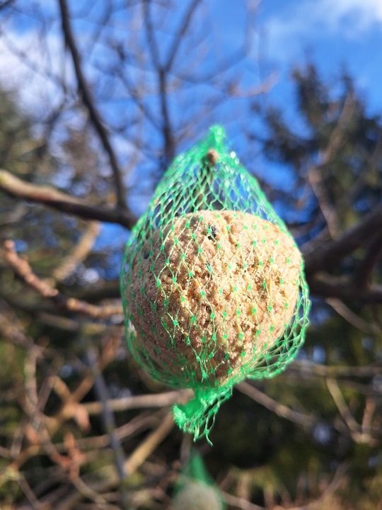 KULE TŁUSZCZOWE 50 SZT PYZY DO KARMNIKA SŁONECZNIK DLA PTAKÓW GRATIS 5