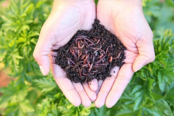 BIOHUMUS NAWÓZ DO WARZYW OWOCÓW ROŚLIN ORGANICZNY PŁYNNY HUMUS 5L