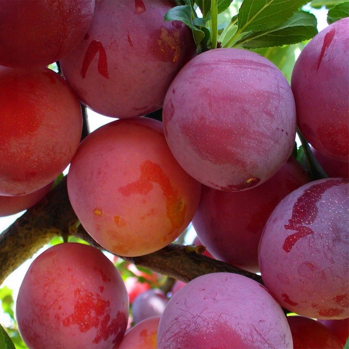 SADZONKI ŚLIWY RENKLODA ALTHANA SMACZNA SOCZYSTA PLENNA NR1 DRZEWKA