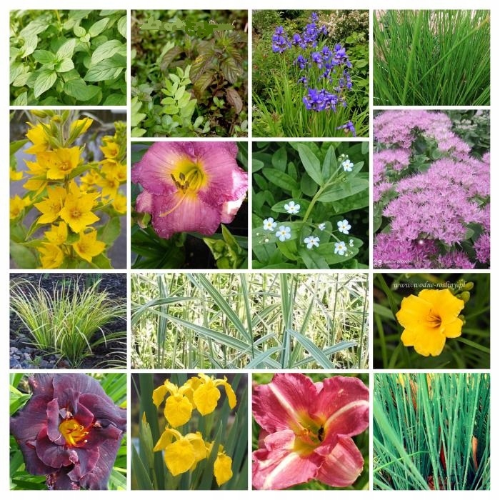 5 x Ślimak do oczka Żyworodka pospolita Filtruje