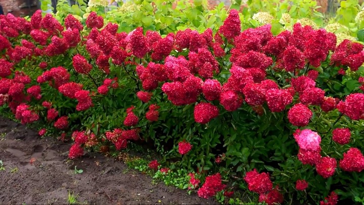 HORTENSJA bukietowa FRAISE MELBA INTENSYWNA CZERWIEŃ DUŻA XXL sadz. C2