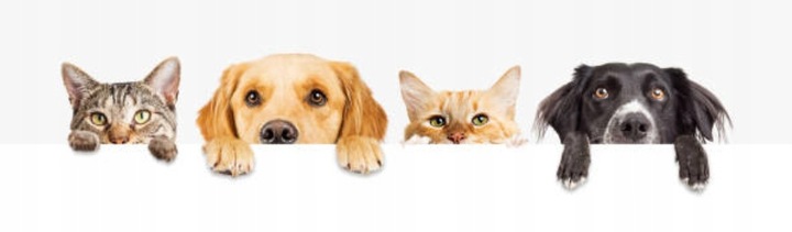 Podajnik dozownik suchej karmy automat czasowy timer dla psa kota miska