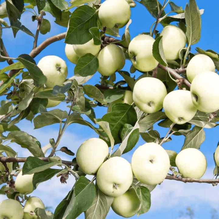 SADZONKI DRZEWKA OWOCOWE JABŁOŃ ANTONÓWKA BIAŁA ŚMIETANKOWA