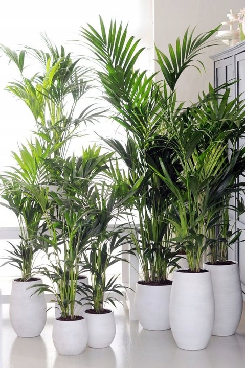 PALMA AREKA Dypsis Lutescens ŻYWY NAWILŻACZ DUŻA PALMA DEKORACYJNA