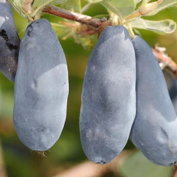 Szkółka Jagoda Kamczacka ZESTAW KANADYJSKICH odmian