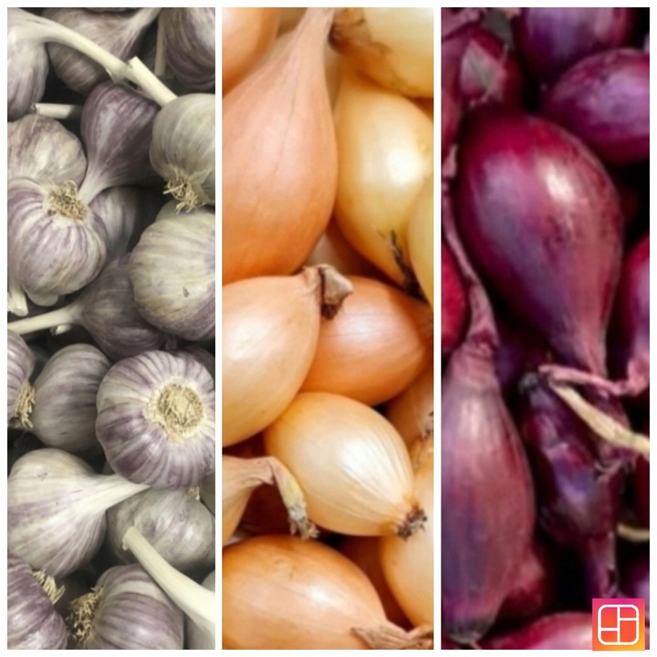 ZESTAW Cebula dymka zimująca 750g i Czosnek zimowy Harnaś 10 główek