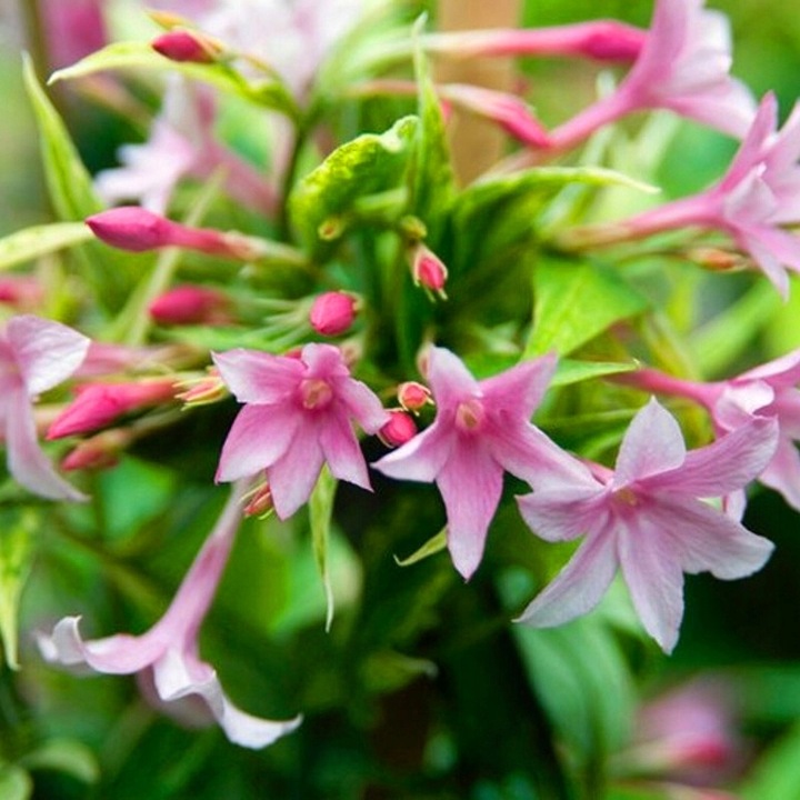 JAŚMIN STEFANA - CUDOWNIE PACHNĄCE PNĄCZE - 3 LETNIA SADZONKA 40-50CM