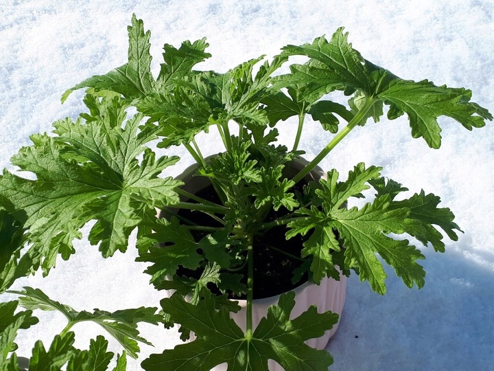 Geranium Anginka Roślina