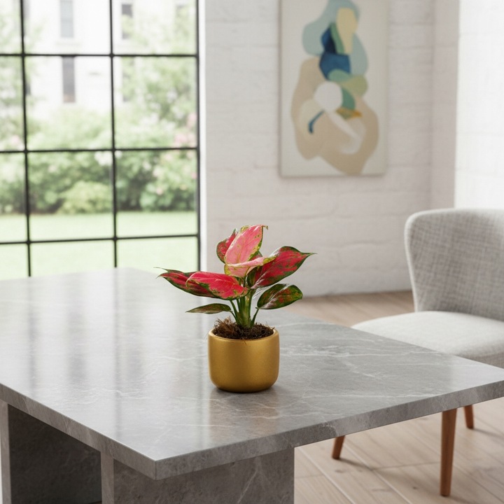 AGLAONEMA Pinky Promise DØ6cm Łatwa w uprawie. Idealna na prezent