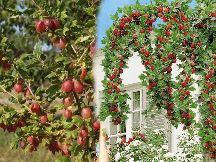 AGREST TRIUMF NA PNIU CZERWONY PLENNY wyjątkowo soczyste i zdrowe