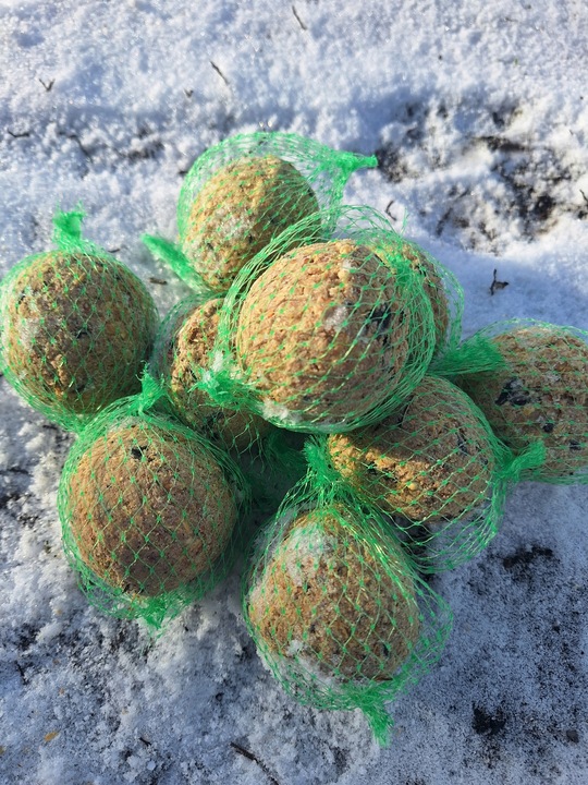 KULE TŁUSZCZOWE 50 SZT PYZY DO KARMNIKA SŁONECZNIK DLA PTAKÓW GRATIS 5