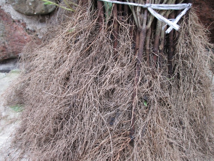 Ligustr pospolity - Liguster - Żywopłot -- 20-50cm --- 100szt.