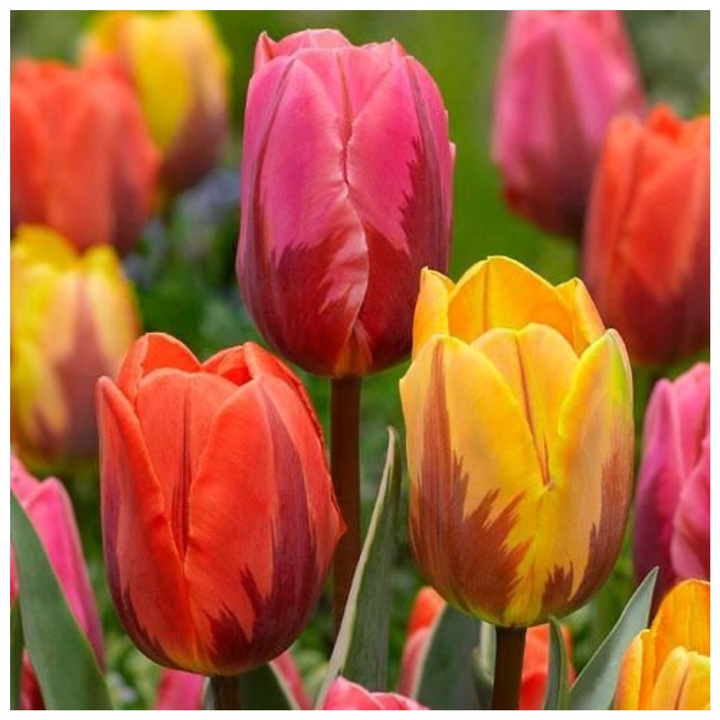 TULIPAN MIX MIESZANKA KOLORÓW cebulki 50 szt. + PREZENT