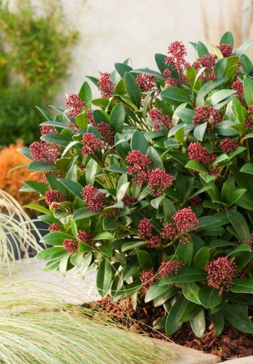 SKIMIA JAPOŃSKA Duże Sadzonki 1L 'Rubella'