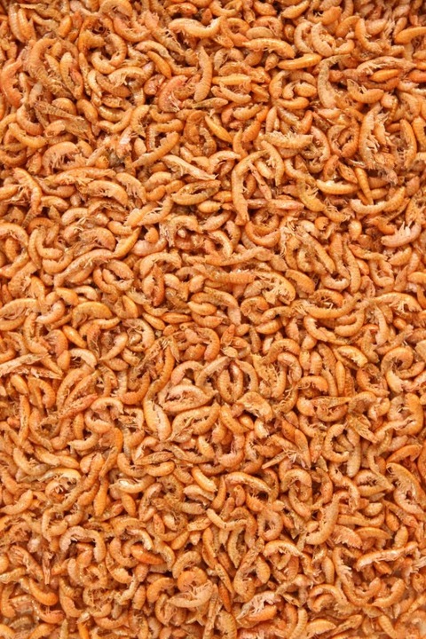 GAMMARUS KIEŁŻ SUSZONY 100G POKARM DLA ŻÓŁWIA