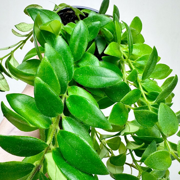 Aeschynanthus Caroline Eszynanthus don.9cm