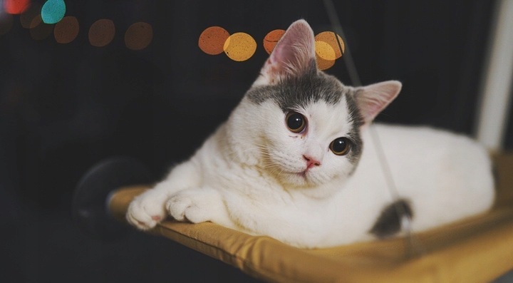 Hamak dla kota do okna – legowisko 55×35, idealne do obserwacji