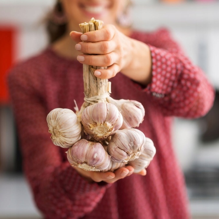 CZOSNEK ZIMOWY HARNAŚ 5,5CM – DUŻE ZĄBKI POLSKA JAKOŚĆ MOCNY PLON