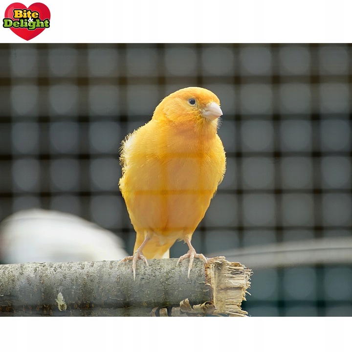 KARMA DLA KANARKA ZEBEREKI SZCZYGŁA POKARM Z WITAMINAMI I MINARAŁAMI 2,5L