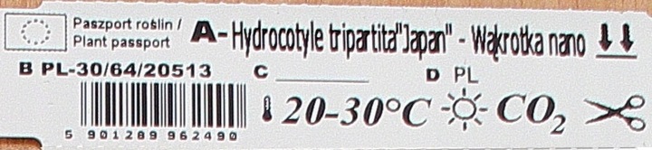 Rośliny Hydrocotyle Tripartita japan łatwy trawnik