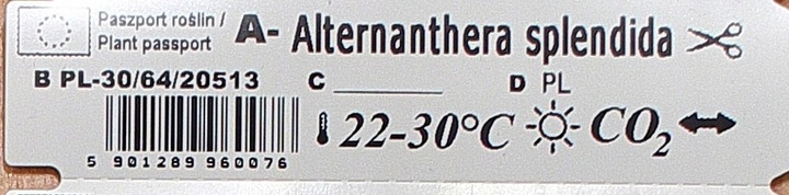 Alternanthera Splendida XXL Rośliny do akwarium