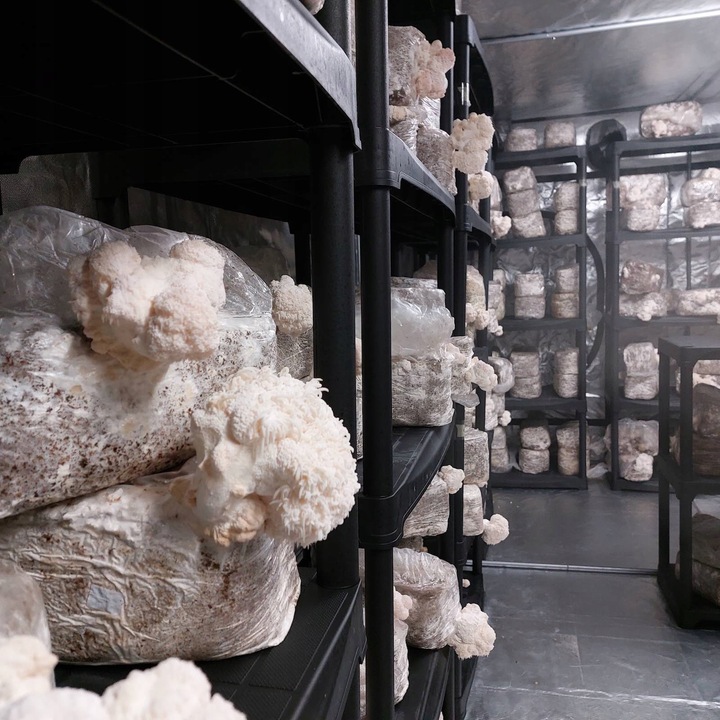 Polska Soplówka jeżowata Ollywell Lion's Mane Krople Moc Ekstrakt Adaptogen