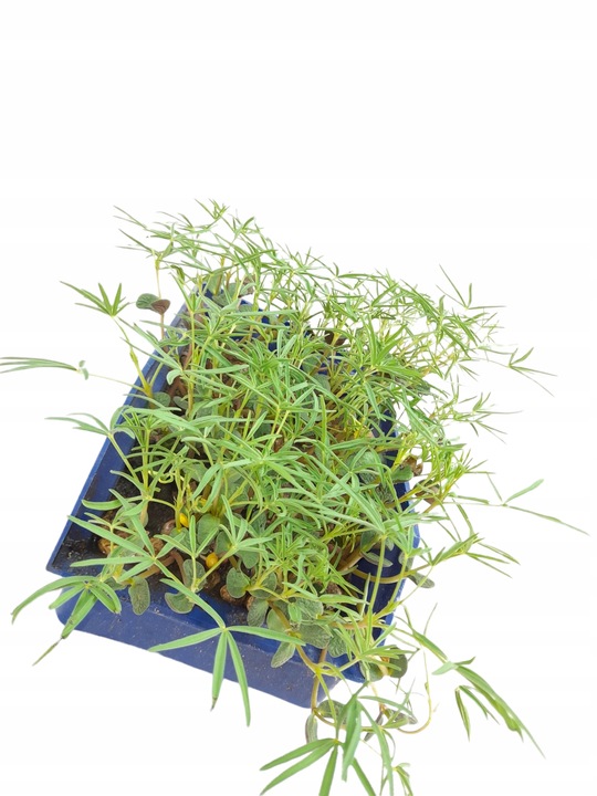 Łubin wąskolistny 25kg GORZKI