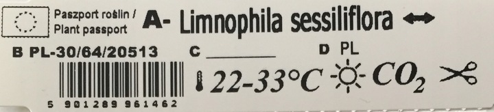 Łatwa Limnophila Sessiliflora Rośliny do akwarium