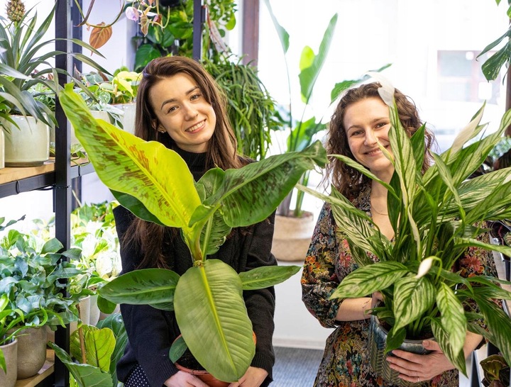 Monstera Monkey Mask XS Dziurawa Przepiękny Kwiat