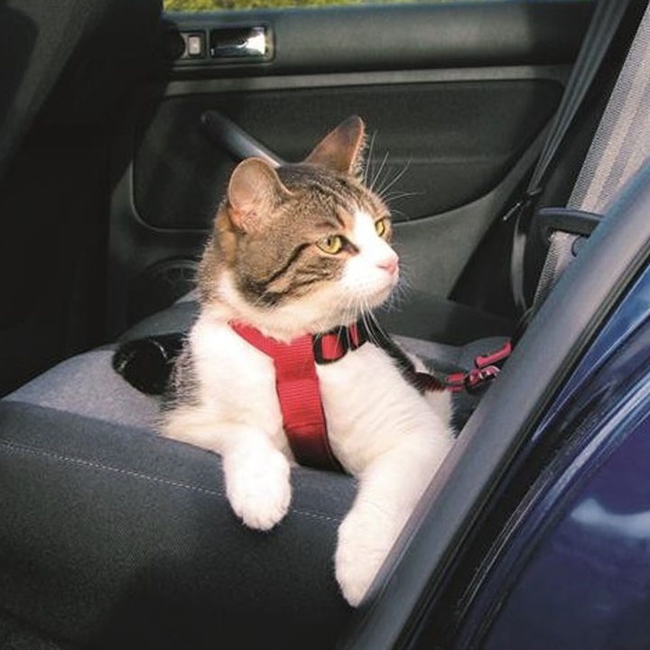 SZELKI SAMOCHODOWE DLA KOTA REGULOWANE Z PASEM SMYCZĄ DO SAMOCHODU TRIXIE