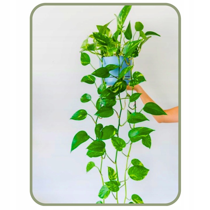 Epipremnum Aureum ZŁOCISTE Przebarwienia PNĄCZE Łatwa Uprawa Sercowate