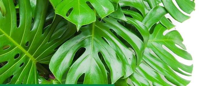 Sanium Pin Owadobójcze Pałeczki + Nawóz 40sztuk miseczniki mączliki