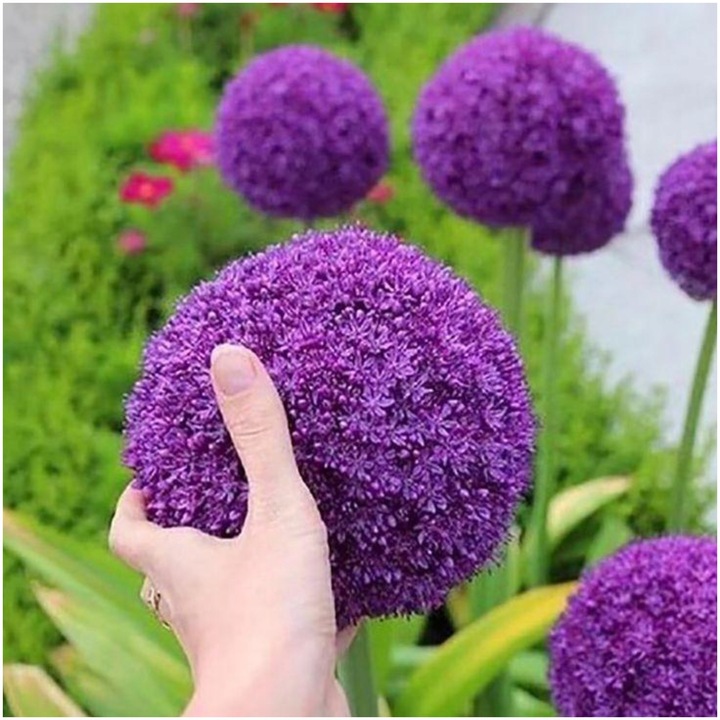 CZOSNEK ozdobny OLBRZYMI cebulki FIOLETOWY GLADIATOR 5 szt. + GRATIS