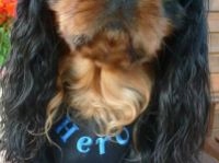 Pelo Szelki -Pelki bezuciskowe AŻUR granatowe .r.3