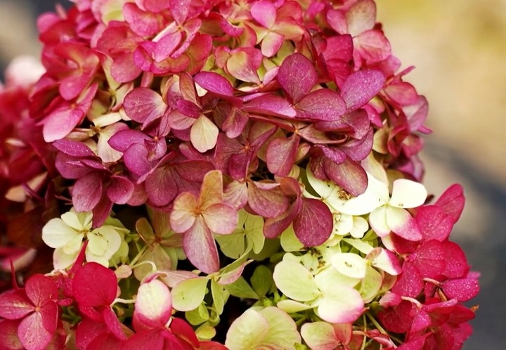 HORTENSJA bukietowa FRAISE MELBA INTENSYWNA CZERWIEŃ DUŻA XXL sadz. C2