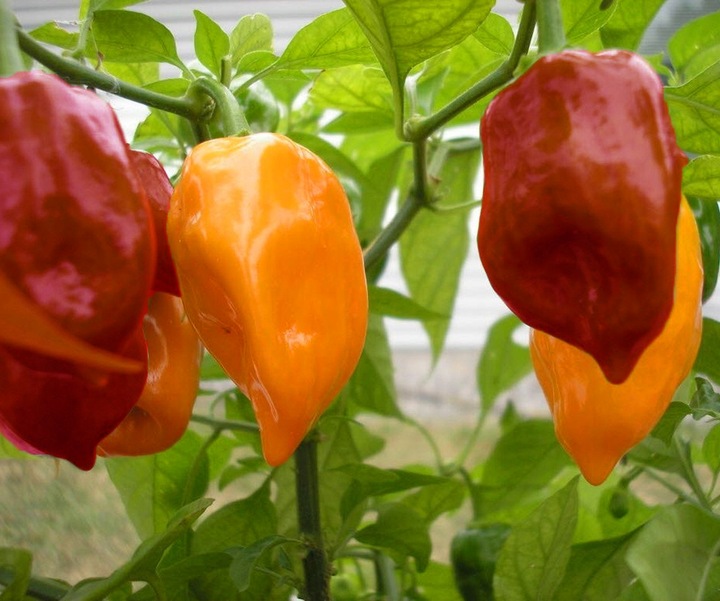 MIX ZESTAWÓW DO UPRAWY OSTRE PAPRYCZKI CHILLI 3x NAWADNIACZE DO DOMU