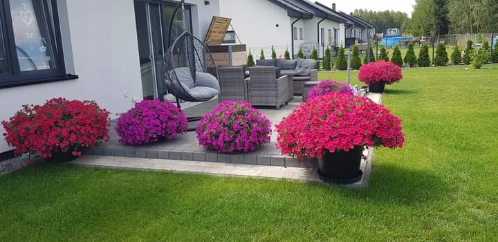 SUPERTUNIA VISTA BUBBLEGUM 6 SZTUK