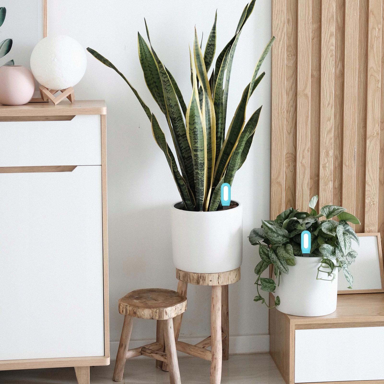 Czujnik Temperatury Otoczenia i Wilgotności Gleby Bluetooth TUYA