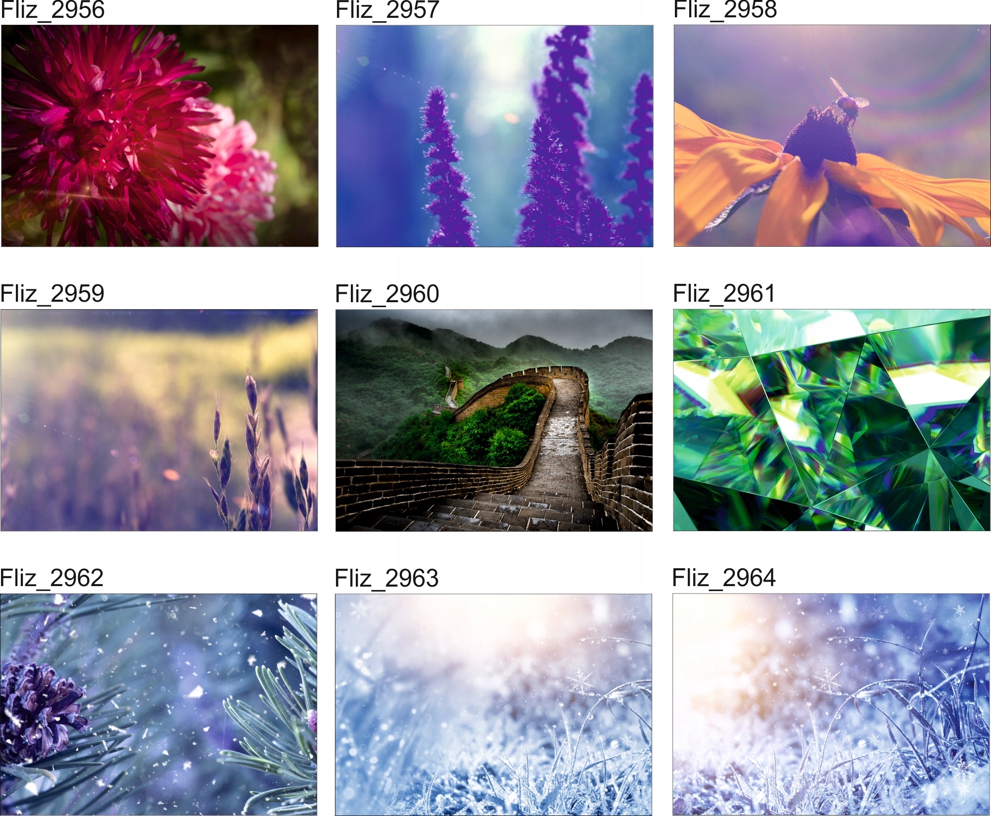 FOTOTAPETY ROŚLINY Kwiaty natura do Salonu Pokoju